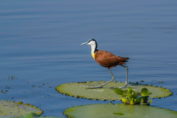 African Jacana - Actophilornis africanus is a wader bird taken in a South African game reserve