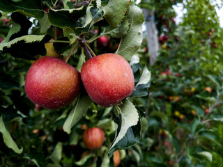 Pair of ripe red apples hanging on a tree branch in an orchard, fresh organic fruit with green leaves, close up natural harvest scene during autumn season