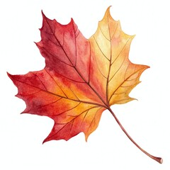 Obraz premium Watercolor illustration capturing the vibrant hues of a single maple leaf in autumn