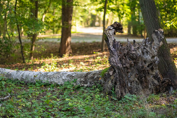 Fallen tree with exposed roots lying on forest ground after powerful storm, symbol of damaged ecosystem and natural destruction. Climate change, hurricane impact and environmental disaster