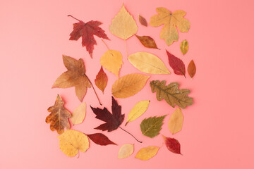Obraz premium Colorful dried leaves on soft surface ideal for eco product branding, spa promotions, seasonal campaigns, mindfulness visuals, sustainable packaging, editorial content, creative industries