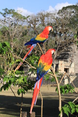 Scarlet macaws in Mayan archeological site Copán in Honduras