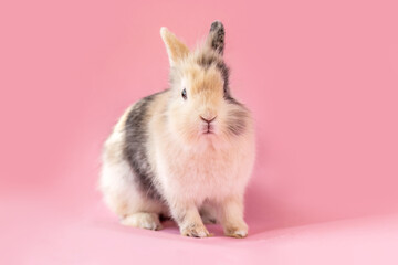 Dwarf rabbit in studio on pink background