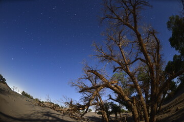 Populus euphratica trees in the desert