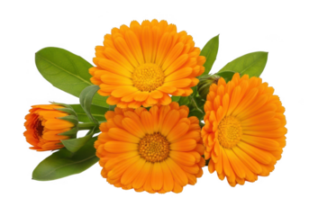 Vibrant marigold flowers blooming with green leaves against a transparent background
