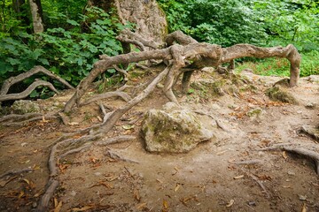 Wurzelwerk unterhalb des Wasserfalls Bad Urach 1