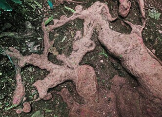 Wurzelwerk unterhalb des Wasserfalls Bad Urach 2