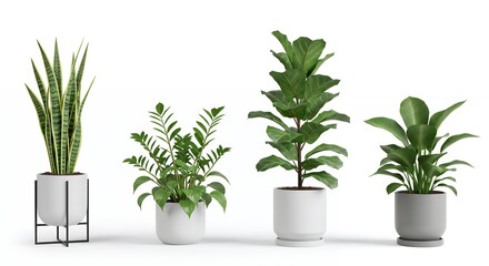 Fototapeta premium Potted plants collection modern home decor