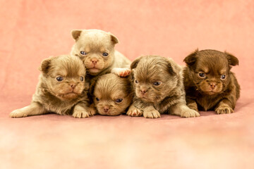 Chihuahua puppies litter cuddling together on soft pink background