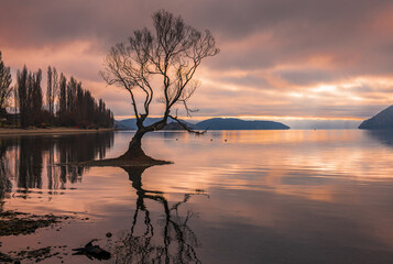 Lake Wanaka Tree - winter sunset