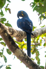 Hyacinth Macaw in  forest environment,Pantanal Forest, Mato Grosso, Brazil.