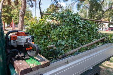 A municipal car is cleaning the park and removing branches of trees. The branches are taken by...