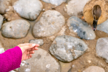 Girl feeding a duck in a park with cobblestones