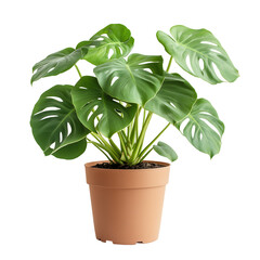 Lush Green Monstera Deliciosa Plant in Terracotta Pot, Isolated on Black Background