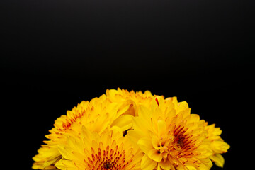 オレンジ色のスプレー菊を黒背景でアップ撮影02