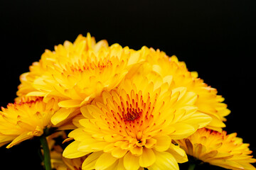 オレンジ色のスプレー菊を黒背景でアップ撮影08