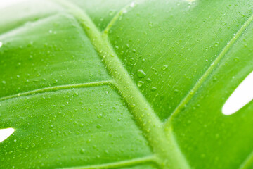 水滴のあるモンステラの葉を白背景でアップ69