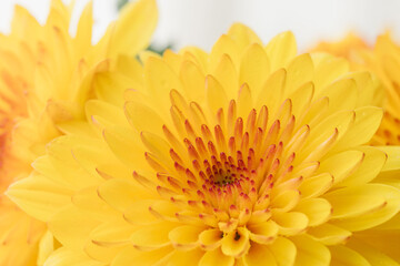 オレンジ色のスプレー菊を白背景でマクロ撮影39