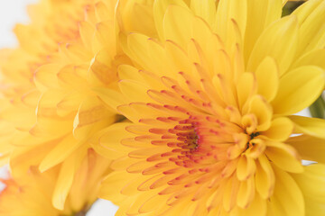 オレンジ色のスプレー菊を白背景でマクロ撮影42