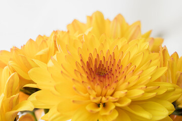 オレンジ色のスプレー菊を白背景でマクロ撮影44