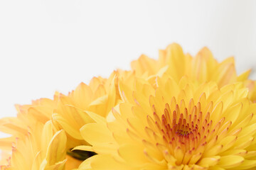 オレンジ色のスプレー菊を白背景でマクロ撮影45