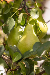 Obraz premium Green pears hanging on a tree.