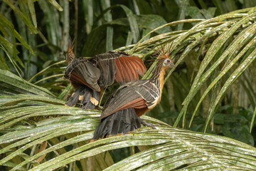 Hoatzin aka stinky bird