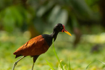 Jacana in Ecuador 