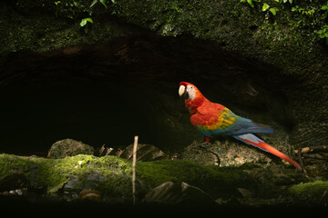 red and green macaw © Kory