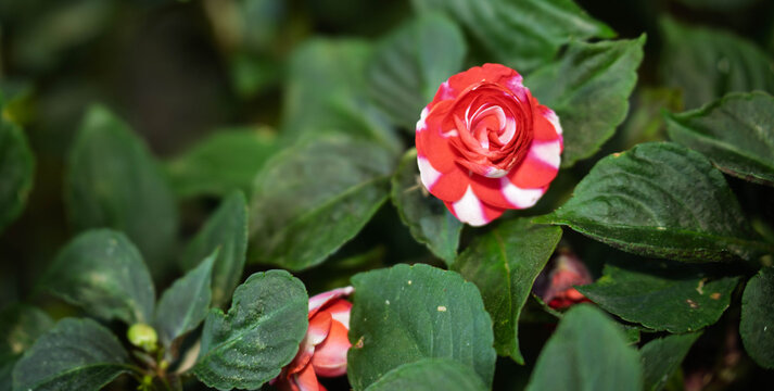 red rose in the garden