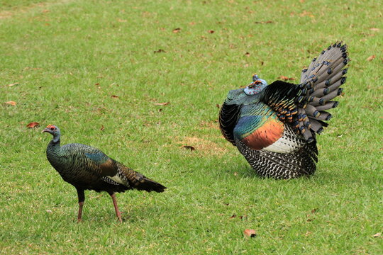 Ocellated turkey in Tikal, Yucatan, Guatemala