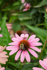 Obraz premium bee on pink flower