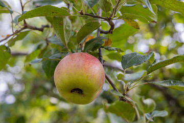 Ripe apples on a tree.