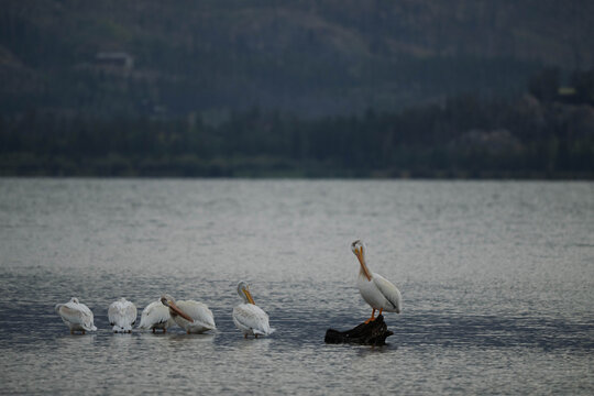 pelicans on log