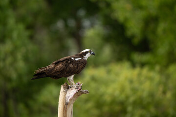 osprey and fish