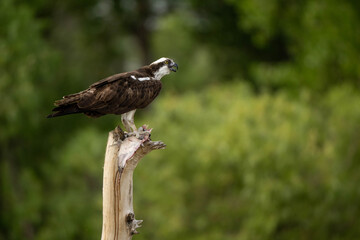 Osprey with a fish