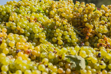 Fresh green wine grapes being delivered for wine making.