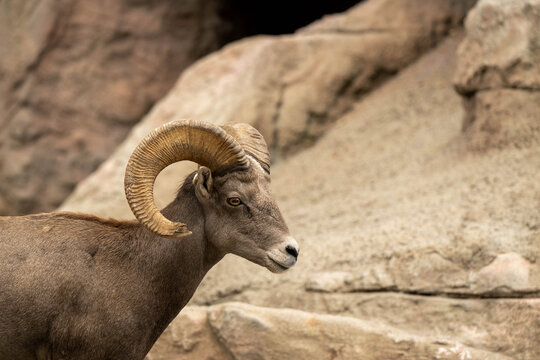 big horn sheep