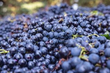Fresh grapes being delivered for wine making.