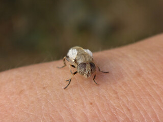 Spotty-eyed drone fly (Eristalinus sp.), freshly emerged female sitting on a human hand