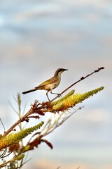 Singing honeyeater on a branch at Uluru