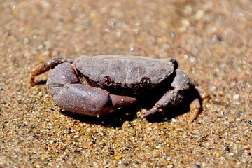 crab on the beach