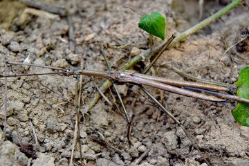 Camouflaged stick insect