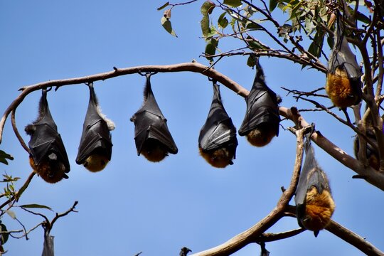 Grey-headed flying fox resting on a branch