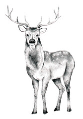 Vintage hand drawn graphic illustration of a stag with antlers, isolated on white background. Black and white wildlife artwork perfect for books, prints, posters, wallpapers, and decorative projects.