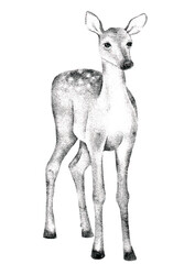 Vintage hand drawn illustration of a standing fawn, isolated on white background. Pencil drawing with strokes, ink effect and engraving style, suitable for wildlife art, books, posters,