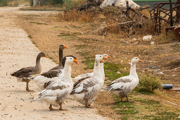 Domestic geese in a rural North Macedonian village.