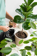 Woman taking care of indoor ficus with soil and tools. Caring care and health of plants. Eco-friendly decor of modern home