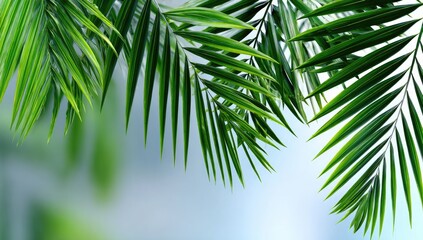 Obraz premium Vibrant green palm leaves create an exotic atmosphere, ideal for tropical themes, relaxation, and nature-inspired designs