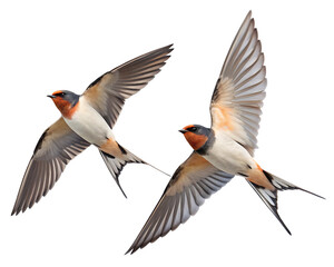 Obraz premium Two barn swallows flying in the sky with their wings spread against a plain white background image